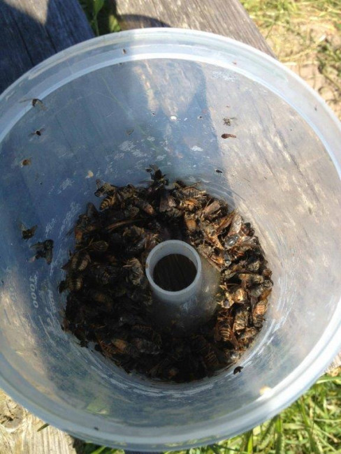 Ловушка для слепней и оводов BioTrap, Арт.37459 Ловушка для слепней и оводов BioTrap, Арт.37459